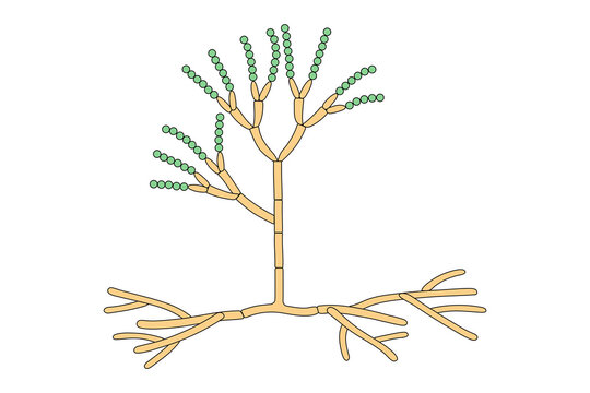 The structure of mold. Fungus.