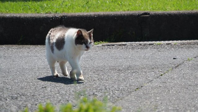 のしのしと歩く野良猫
