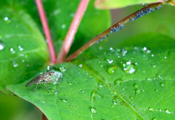 Small fly on a leaf with beads of water