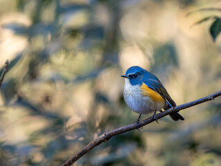 森の中で枝に留まっているルリビタキの雄