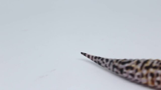 Cute and adorable leopard gecko with morph schtct Tremper on isolated white background.	
