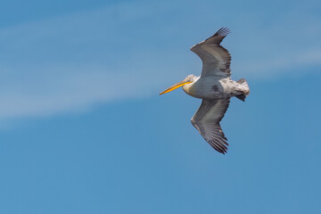 Dalmatian pelican flying in the sky