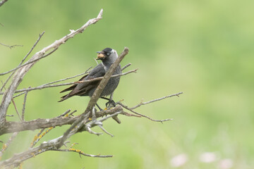 Western jackdaw is perched on a branch of a bush and holds a stone in its beak