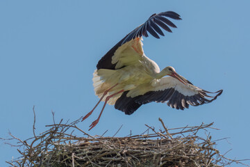 White stork flies from its nest