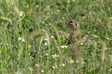 European ground squirrel stands in the grass