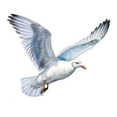 Obraz premium Seagull, Bird Illustration. Watercolor Style. AI Generated