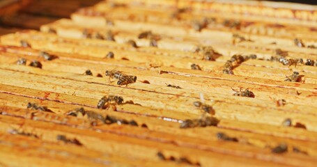 Macro Shot of Bees Producing Honey