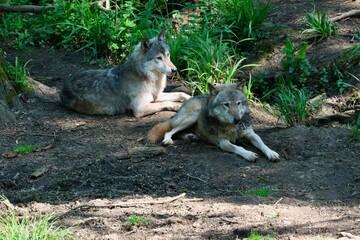 Wolf