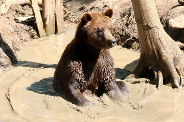 brown bear cub © Tom James