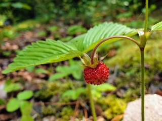 Ripe wild strawberry - Fragaria vesca in June