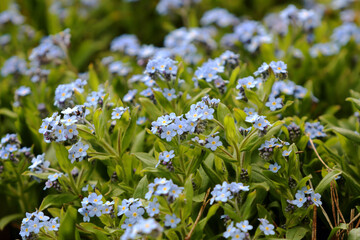Kwiaty błękitne, niebieskie w ogrodzie.
