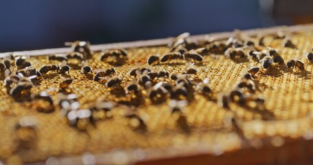 Macro Shot of Bees Producing Honey