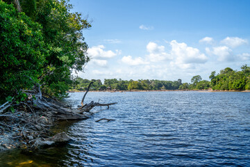 Scene on the bank of Suriname river

