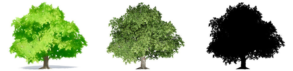 Fototapeta premium Set or collection of Horse Chestnut trees, painted, natural and as a black silhouette on white background. Concept or conceptual 3d illustration for nature, ecology and conservation, strength, beauty