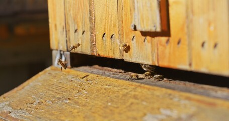 Macro Shot of Bees Producing Honey