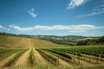 Fototapeta premium A lush vineyard under a clear blue sky, nestled amidst rolling hills