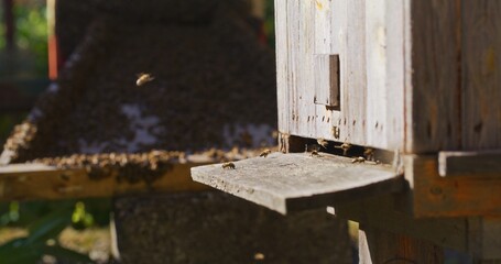 Macro Shot of Bees Producing Honey