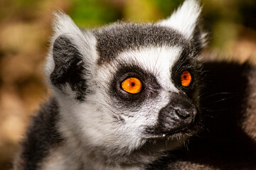 Fototapeta premium Ring tailed Lemur
