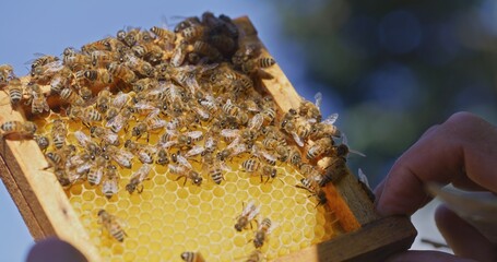 Macro Shot of Bees Producing Honey