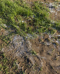 destruction of the wheat crop using a large amount of fertilizers