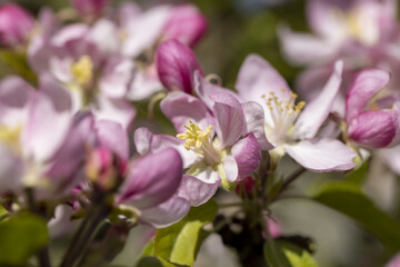 Obraz premium Beautiful pink apple blossoms on a blue sky background
