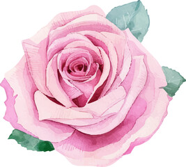 pink rose