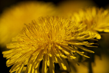 blooming yellow dandelions in spring
