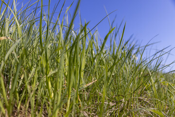 green grass growing on a hill in spring