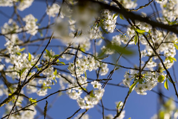 cherry blossoms in the orchard