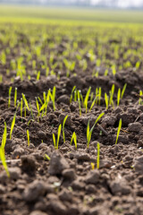 a field with a new crop of rye in Europe