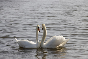 white swans floating on the water