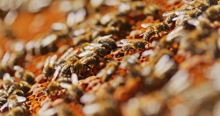 Macro Shot of Bees Producing Honey