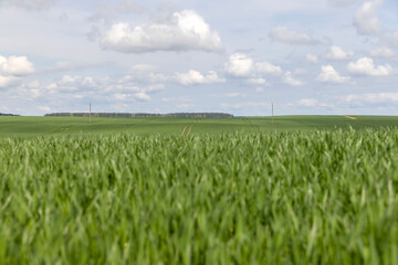 green wheat grass in the spring in the field