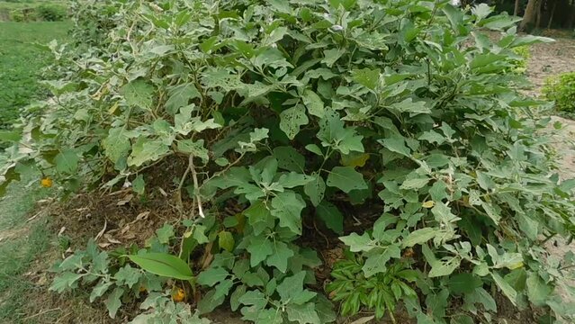 Eggplant plantation field. Agroindustry. Farming landscape. Growing vegetables. Agronomy. Agriculture and agribusiness. Agricultural subsidies. Growing and producing food on the farm. Olericulture