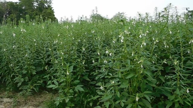  Farmland in the growth of sesame on tree in sesame plants.
