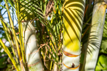 Close-Up View Of Vibrant Green Palm Fronds, With Sunlight Filtering Through, Enhancing The Rich...