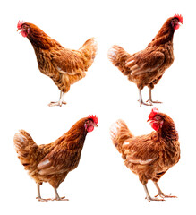 Chicken, Full body of brown chicken hen standing isolated transparent background, Laying hens farmers concept, PNG File