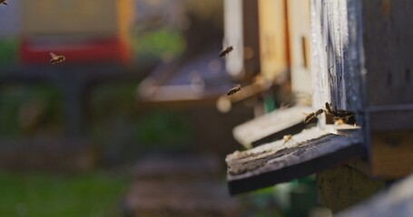 Macro Shot of Bees Producing Honey
