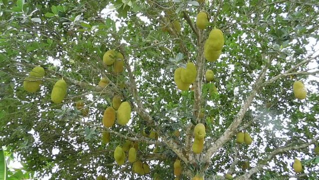 Jack fruits hanging on tree