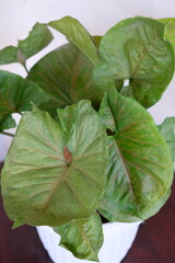 Selective focus of Syngonium houseplant. Beautiful leaf color and pattern.