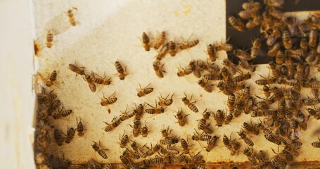 Macro Shot of Bees Producing Honey