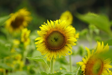 Close-up of sunflowers blooming in the field