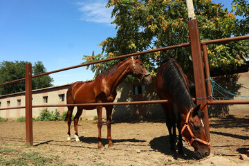Photo of beautiful horses on backyard