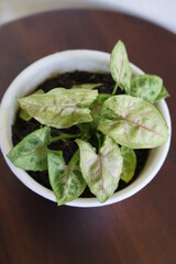 Selective focus of Syngonium houseplant. Beautiful leaf color and pattern.