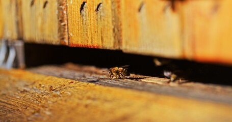 Macro Shot of Bees Producing Honey