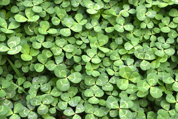 a lot of clovers seen up close forming wallpapers