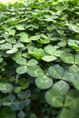 a lot of clovers seen up close forming wallpapers