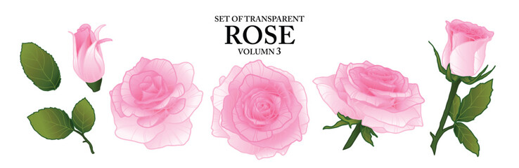 Set of isolated flower illustration in hand drawn style. Rose in pastel pink color on transparent background. Floral elements for presentation, packaging or fragrance design. Volume 3.