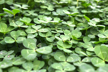 a lot of clovers seen up close forming wallpapers