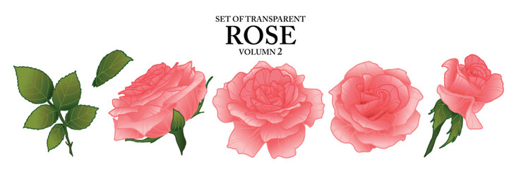 Set of isolated flower illustration in hand drawn style. Rose in pastel red color on transparent background. Floral elements for presentation, packaging or fragrance design. Volume 2.